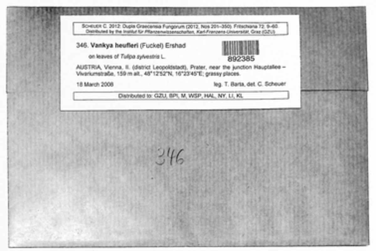 Vankya heufleri image